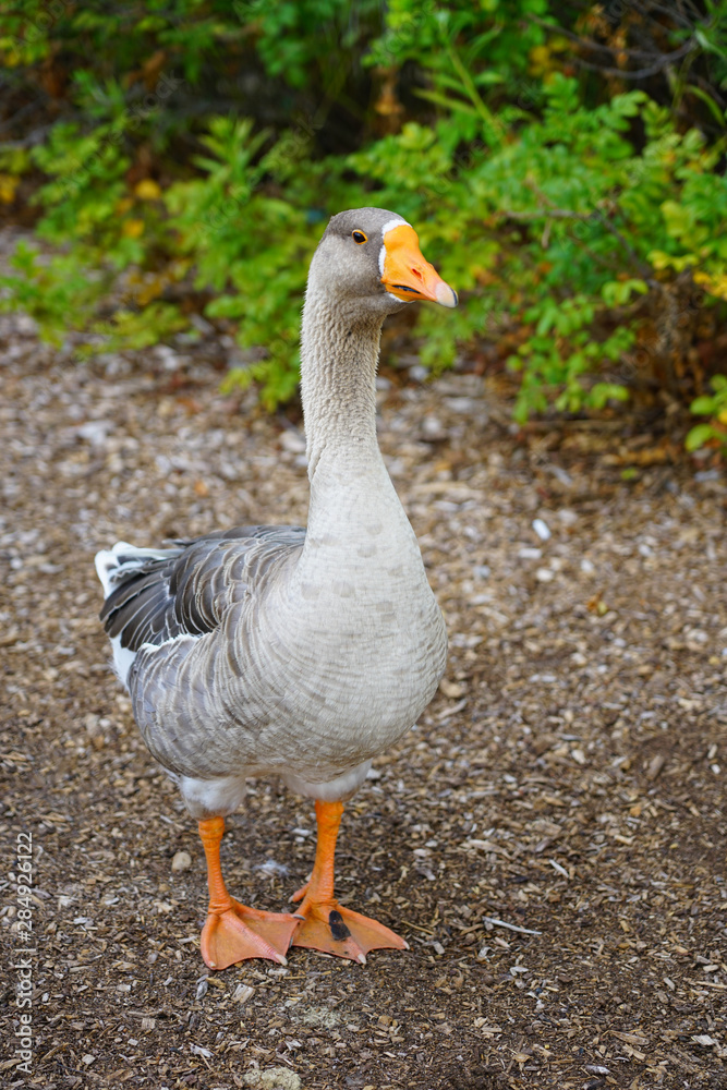 View of a grey domestic goose with orange beak on the street in Chestertown, Maryland
