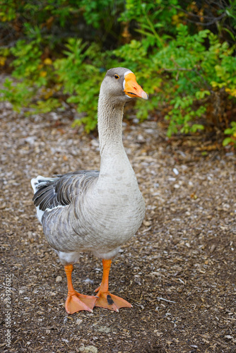 View of a grey domestic goose with orange beak on the street in Chestertown, Maryland © eqroy