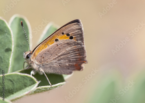 Lycaena phlaeas Small Copper small butterfly of the family Lycaenidae very common in the fields of Andalusia perched on leaves of legume