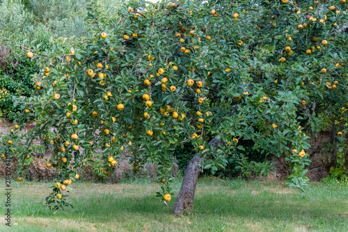 An apple tree with a lot of mature fruits, in a charming garden during summer 