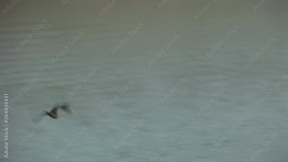large vulture flying below the crest of the mountain, showing lake below large vulture flying below the crest of the mountain, showing lake below
