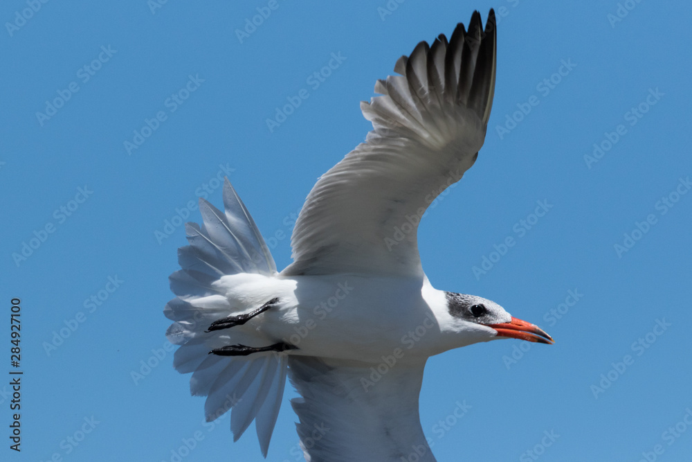 Obraz premium Caspian Tern in Australasia