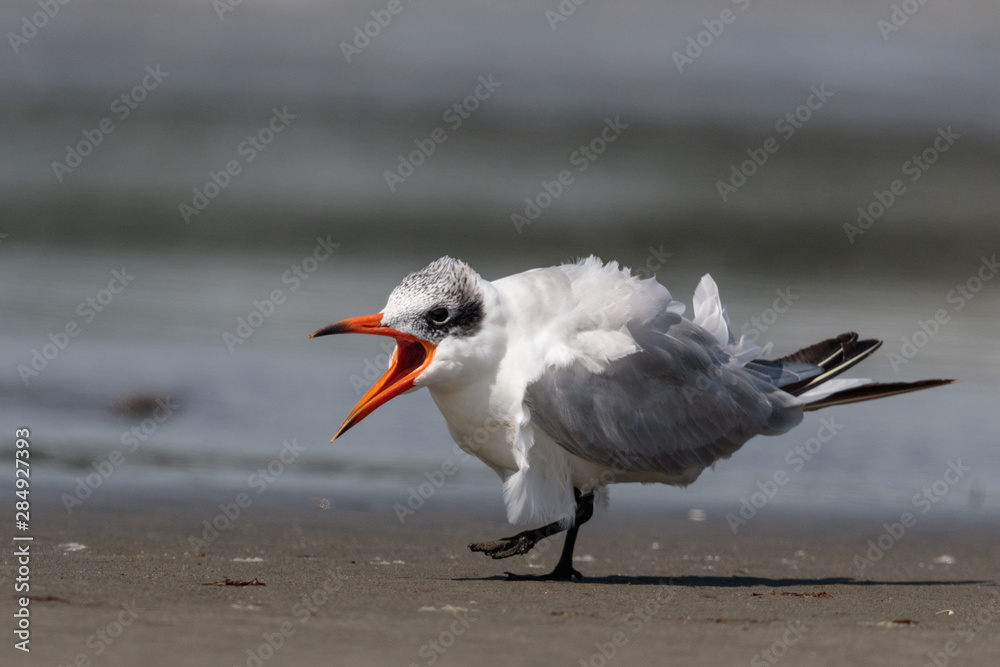 Caspian Tern in Australasia Caspian Tern in Australasia