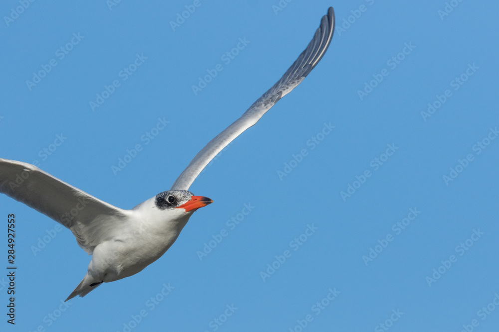 Fototapeta premium Caspian Tern in Australasia