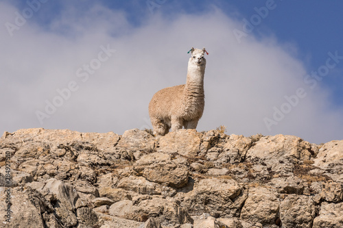 Alpacas in the Highlands of America photo