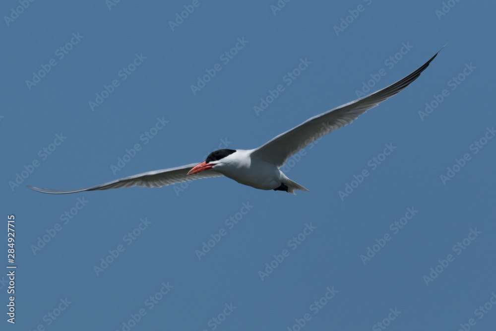 Obraz premium Caspian Tern in Australasia
