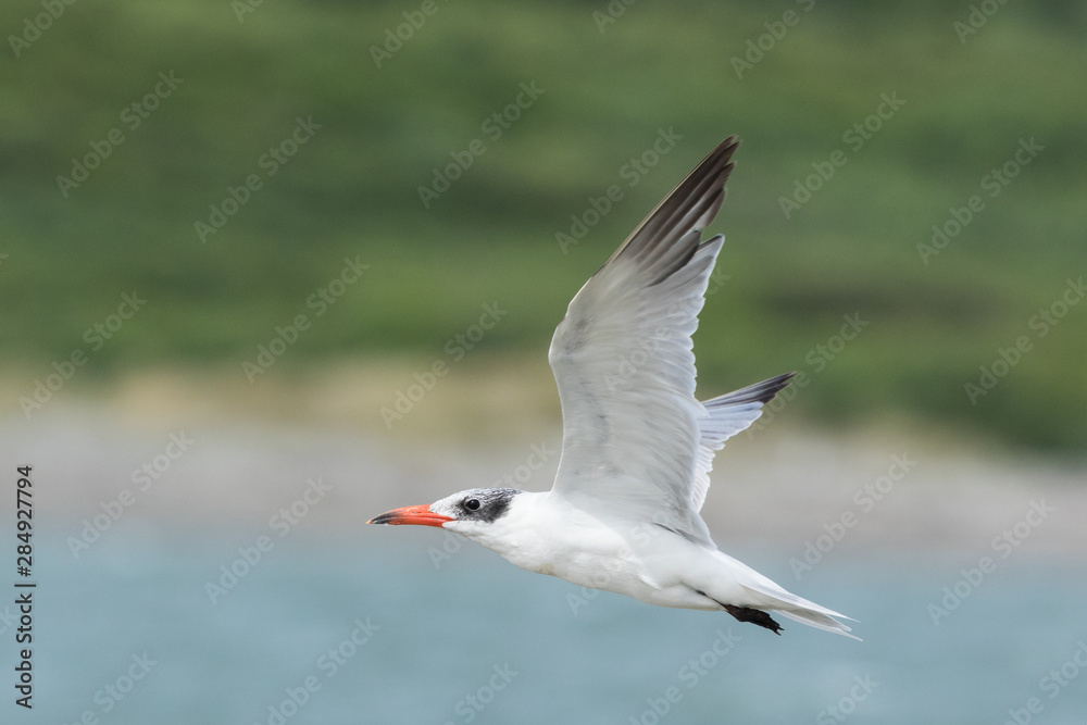 Fototapeta premium Caspian Tern in Australasia