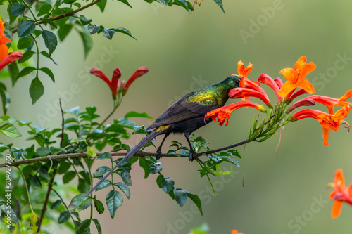 Nectaring Bronzy photo