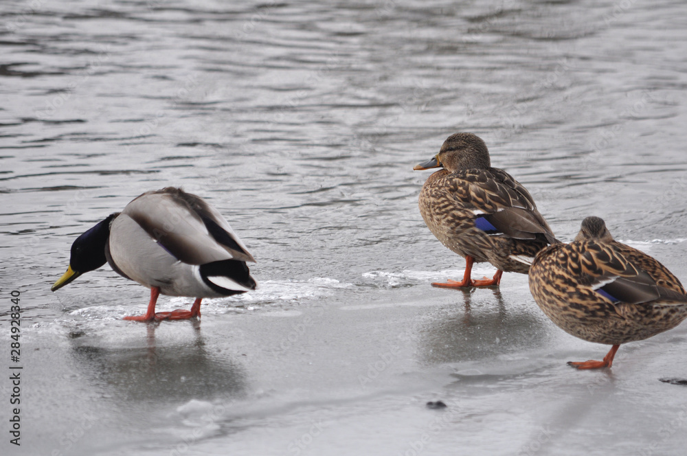 Wild ducks on the frozen riverbank Wild ducks on the frozen riverbank