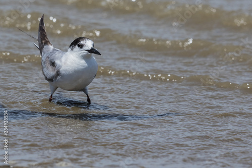 Common Tern in Australasia