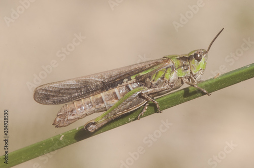 Aiolopus puissanti green and brown grasshopper perched on a reed