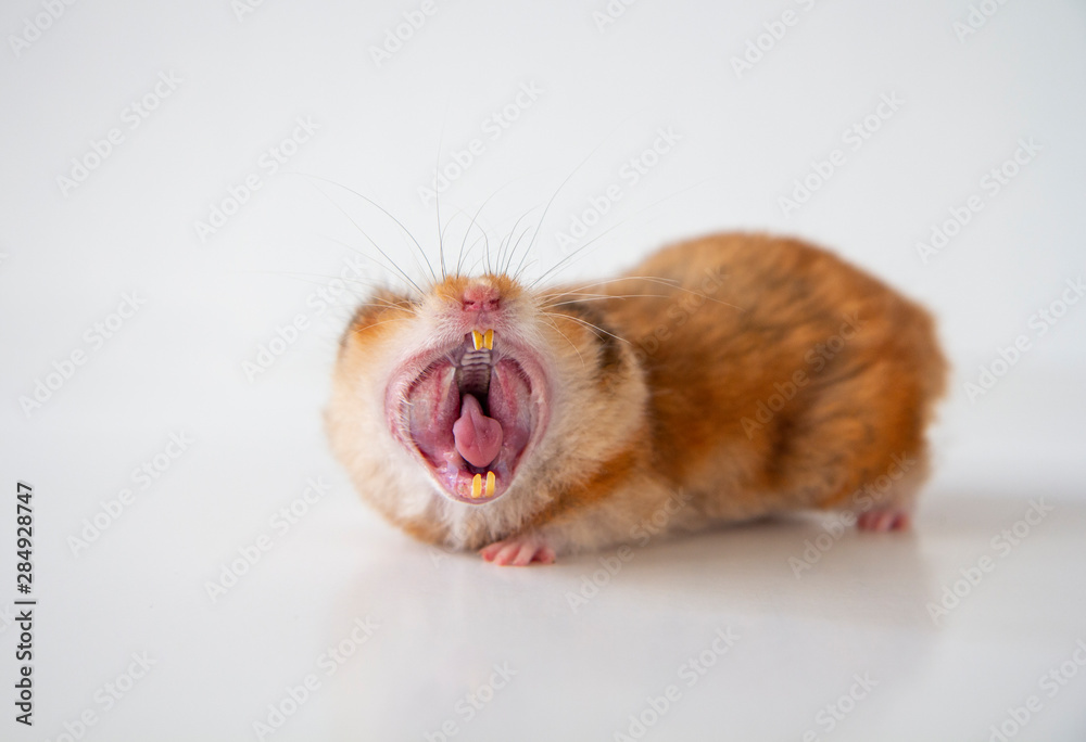 Orange hamster yawning with mouth wide open and teeth visible Stock Photo Adobe Stock