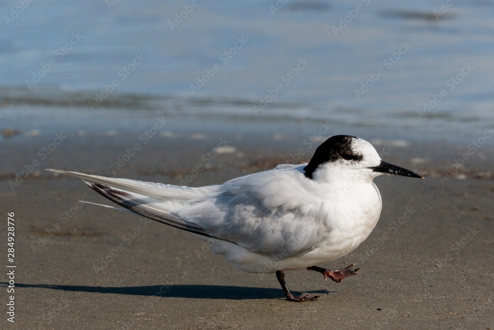 Fototapeta premium Common Tern in Australasia