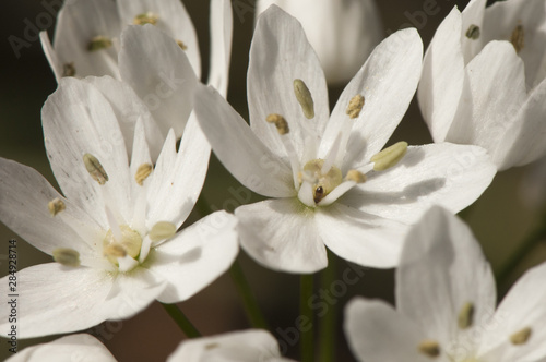 Allium wild garlic species of beautiful white flowers