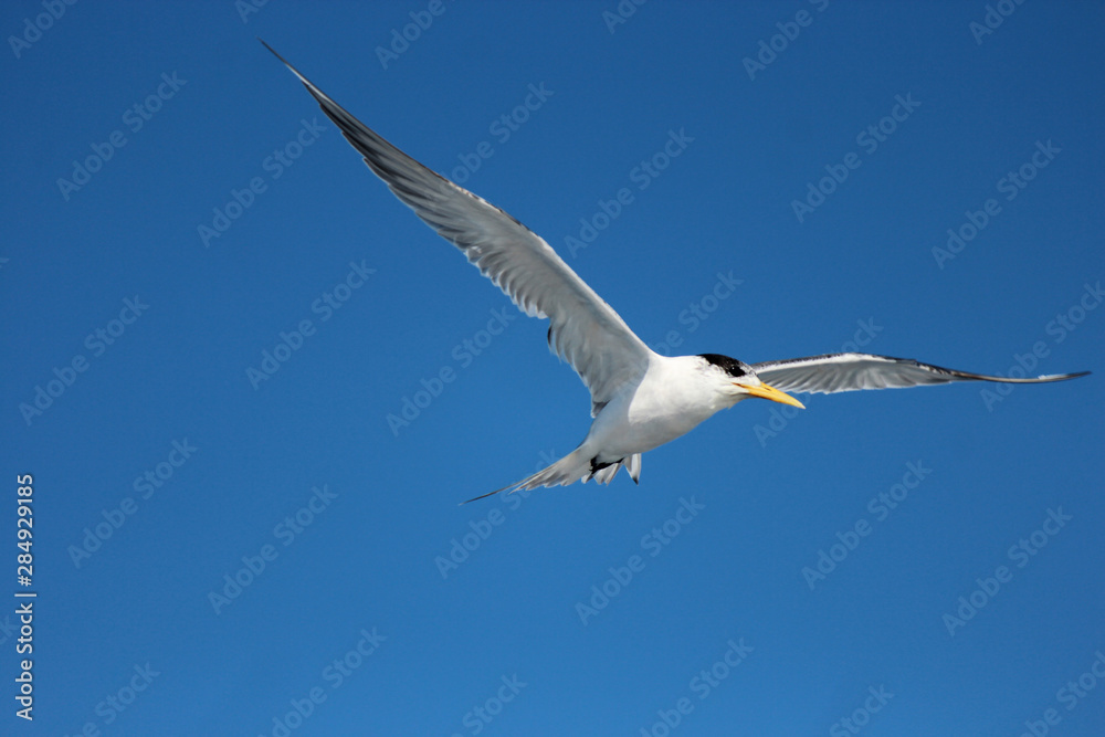 Greater Crested Tern in Australia Greater Crested Tern in Australia