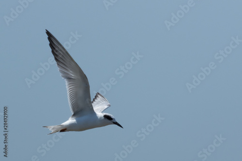 Forster s Tern in Texas USA