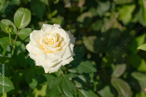 Photo of a white rose growing in the garden on a background of green foliage