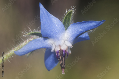 Borago officinalis Borage Common borage Cool tankard Tailwort beautiful blue flower of this cultivated or wild edible plant photo