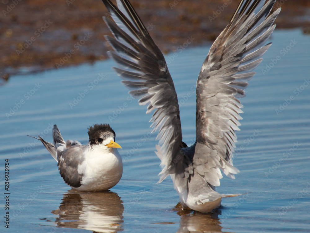 Fototapeta premium Greater Crested Tern in Australia