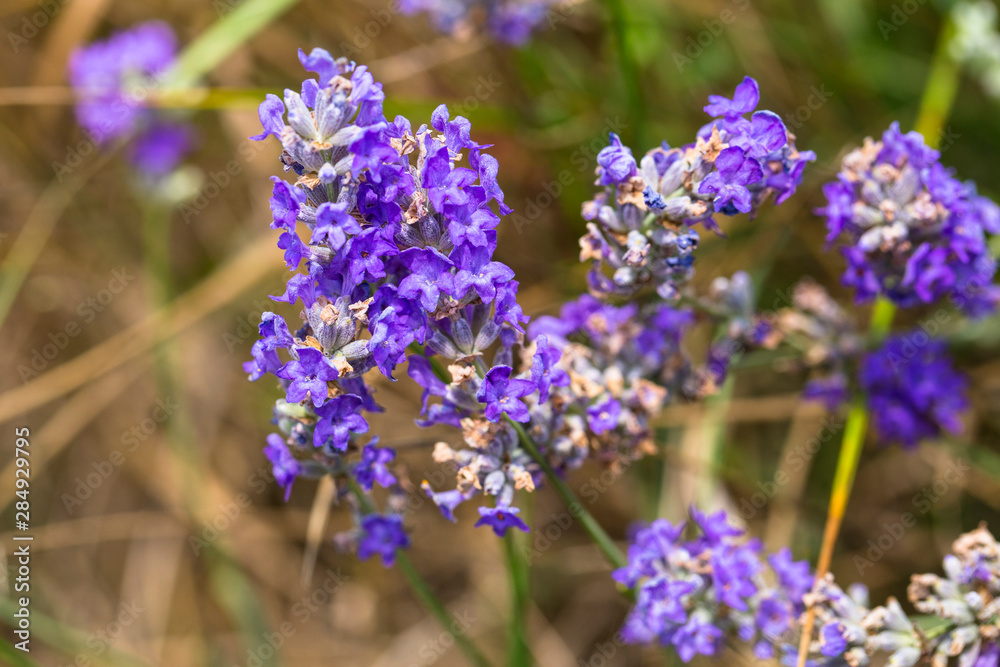 Fototapeta premium Flowering lavender. Field of blue flowers. Lavandula - flowering plants in the mint family, Lamiaceae. 