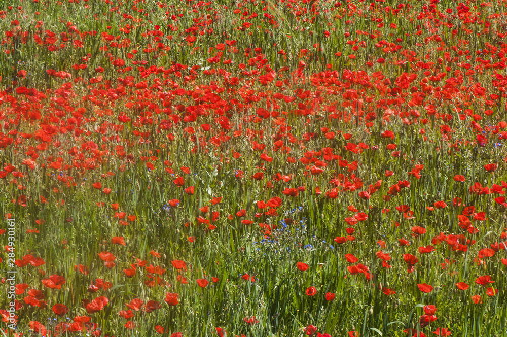 Papaver rhoeas spring fields full of red poppies in Andalusia