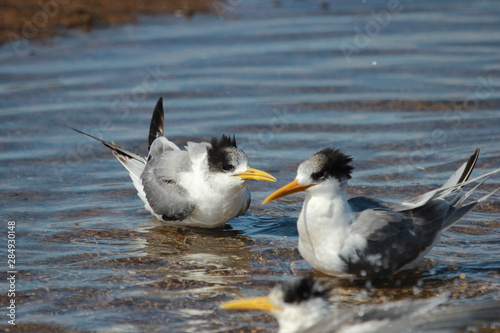 Greater Crested Tern in Australia