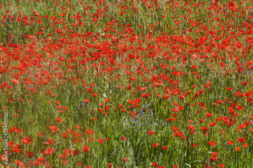 Papaver rhoeas spring fields full of red poppies in Andalusia