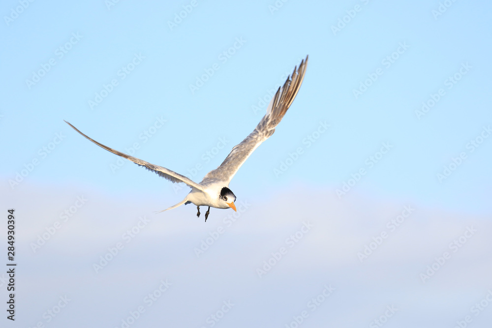 Greater Crested Tern in Australia Greater Crested Tern in Australia