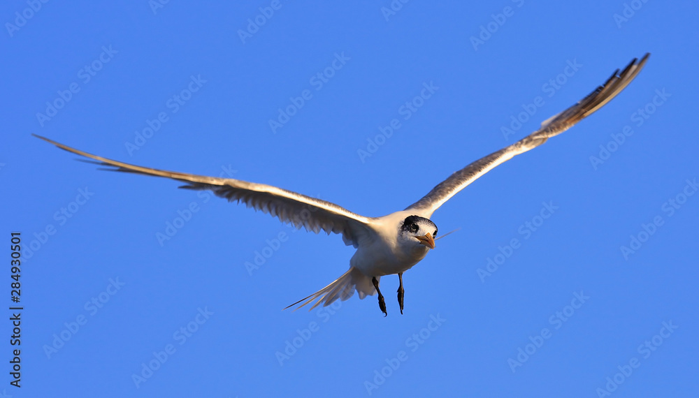 Greater Crested Tern in Australia Greater Crested Tern in Australia