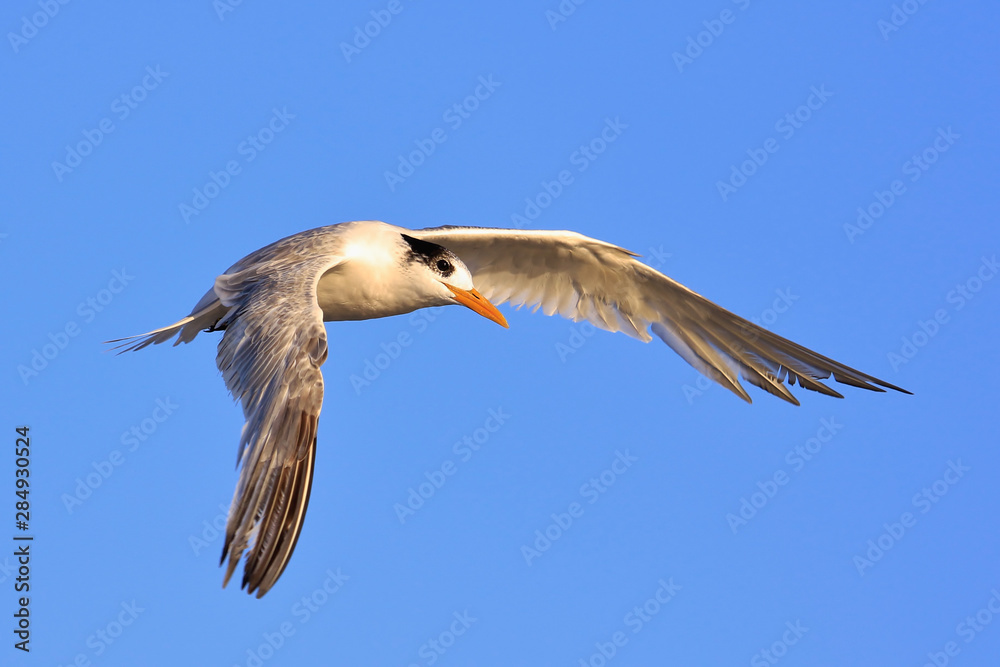 Obraz premium Rybitwa grubodzioba w Australii