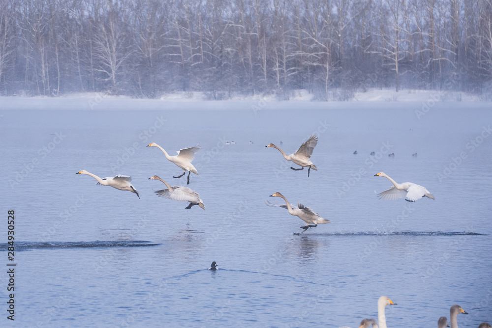 A group of swans swims on a lake on a frosty winter day. 