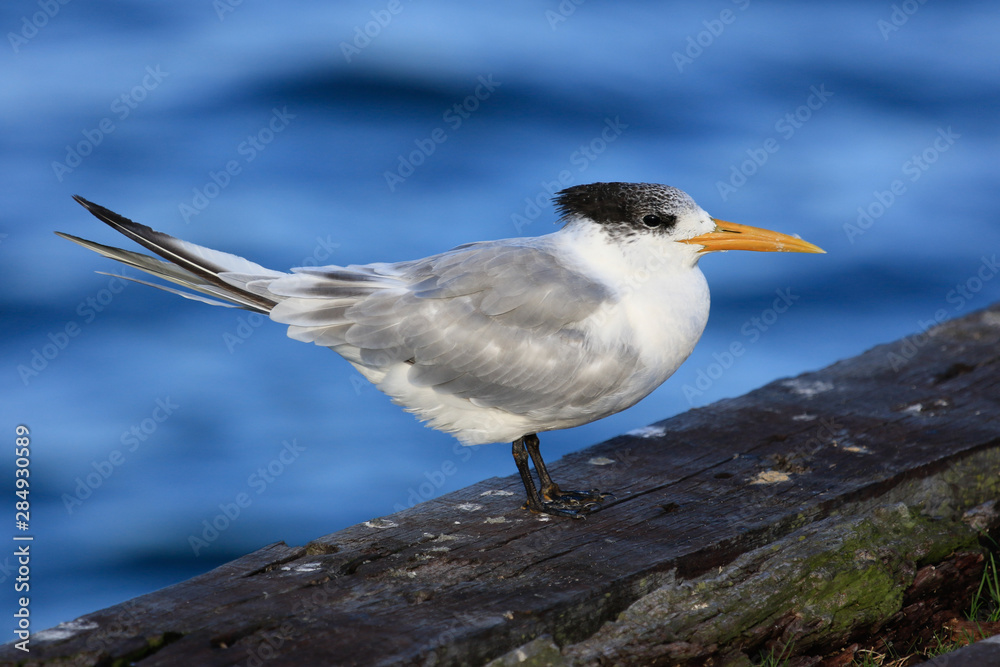 Greater Crested Tern in Australia Greater Crested Tern in Australia
