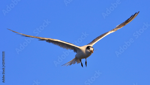 Greater Crested Tern in Australia