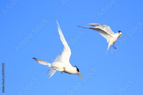 Greater Crested Tern in Australia