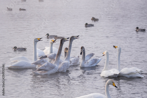 A group of swans swims on a lake on a frosty winter day. 