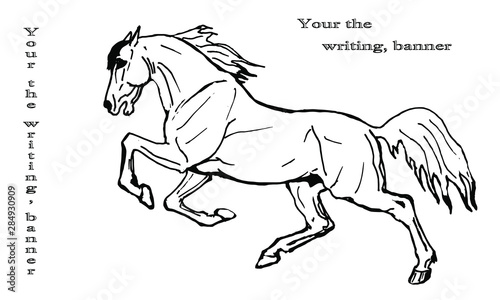 vector isolated image, drawing,  galloping white horse on white background 
