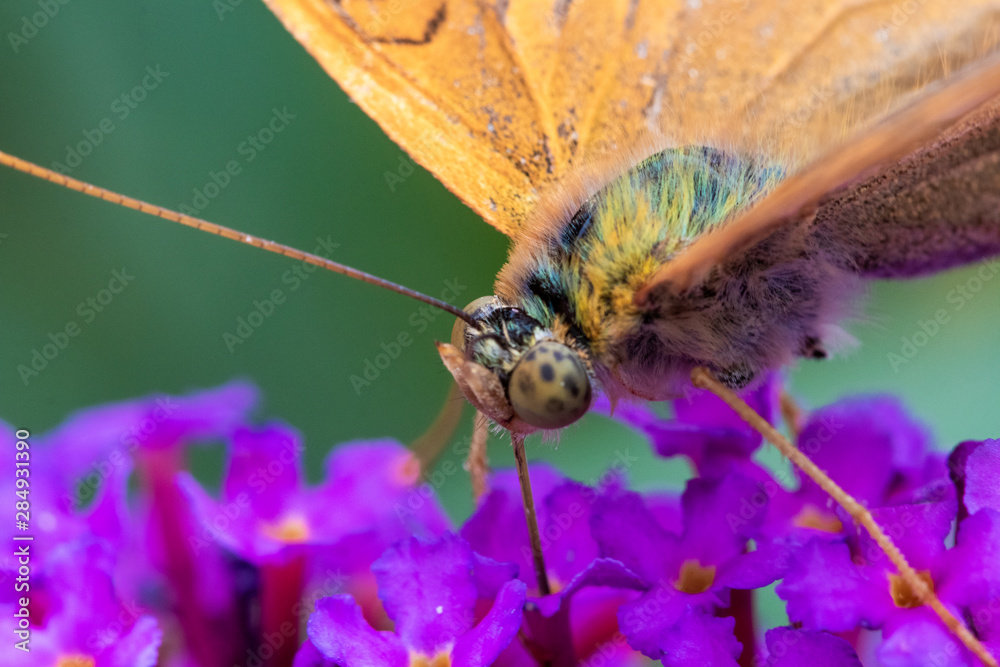 Obraz premium butterfly on flower