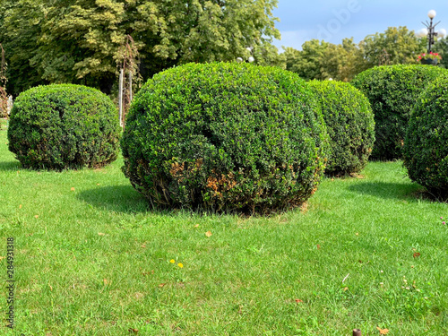 Park with trimmed bushes in the shape of a circle.