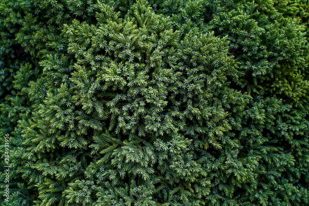 Green leaf background background, natural background and wallpaper in the flower dome Singapore.