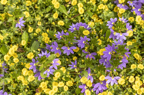 Tapis de fleurs