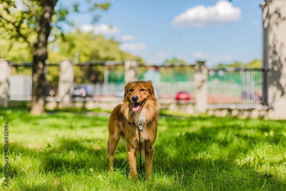 Cute happy fluffy young brown mongrel dog with mouth open showing pink tongue standing on green grass in a park on a sunny summer day. Blue sky with clouds and blurry city background.