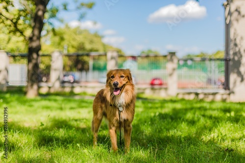 Obraz na płótnie Cute happy fluffy young brown mongrel dog with mouth open showing pink tongue standing on green grass in a park on a sunny summer day. Blue sky with clouds and blurry city background. w salonie