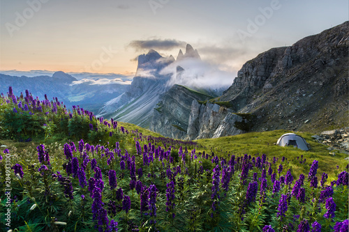 Tent in flower bed in front of beautiful rugged Seceda mountain range at sunrise in South Tyrol, Italy