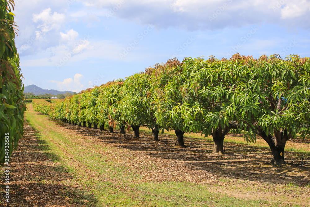 Mango trees on farm. Mango plantation Stock Photo Adobe Stock