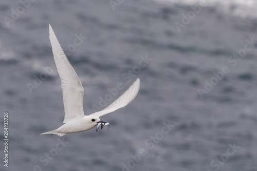 White Tern on Norfolk Island © Imogen