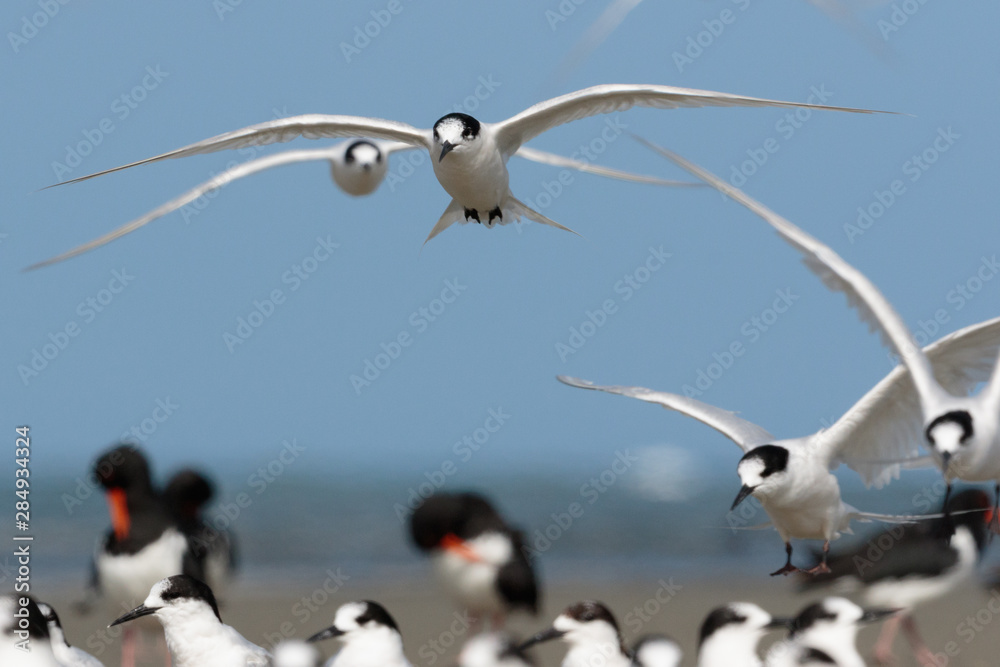 White Fronted Tern in Australasia White Fronted Tern in Australasia