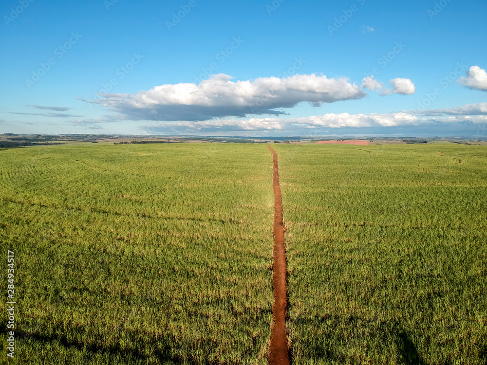 Fototapeta premium Green sugar cane field on Sao Paulo state, Brazil