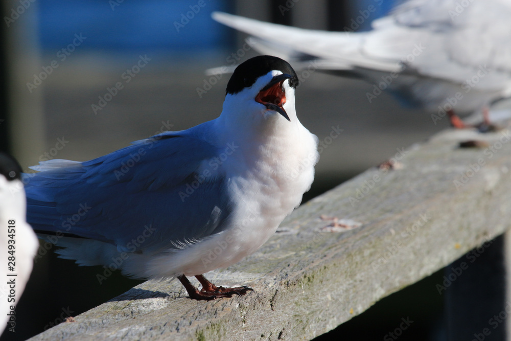 Obraz premium White Fronted Tern in Australasia