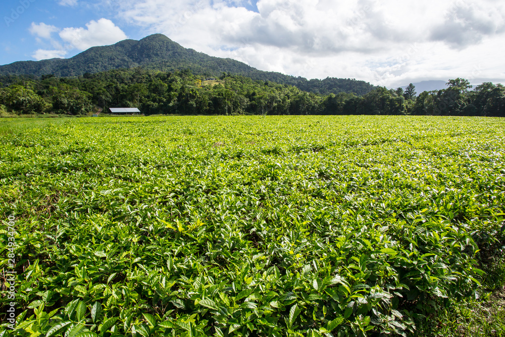 Daintree Tea Plantation