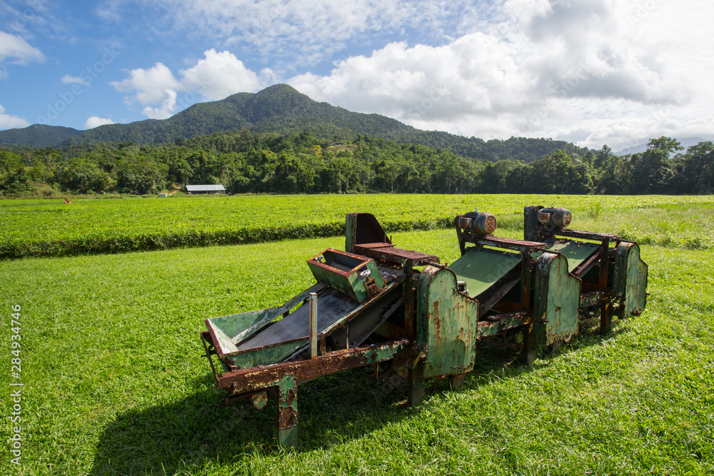 Obraz premium Daintree Tea Plantation